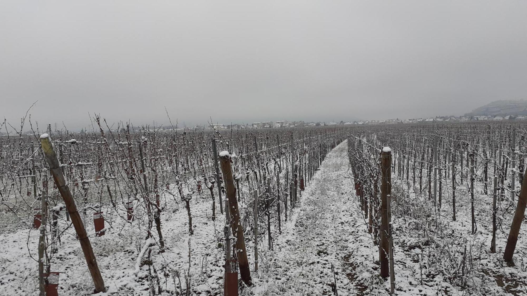Bed and Breakfast Aux Pieds Des Vignes Ингерсайм Экстерьер фото